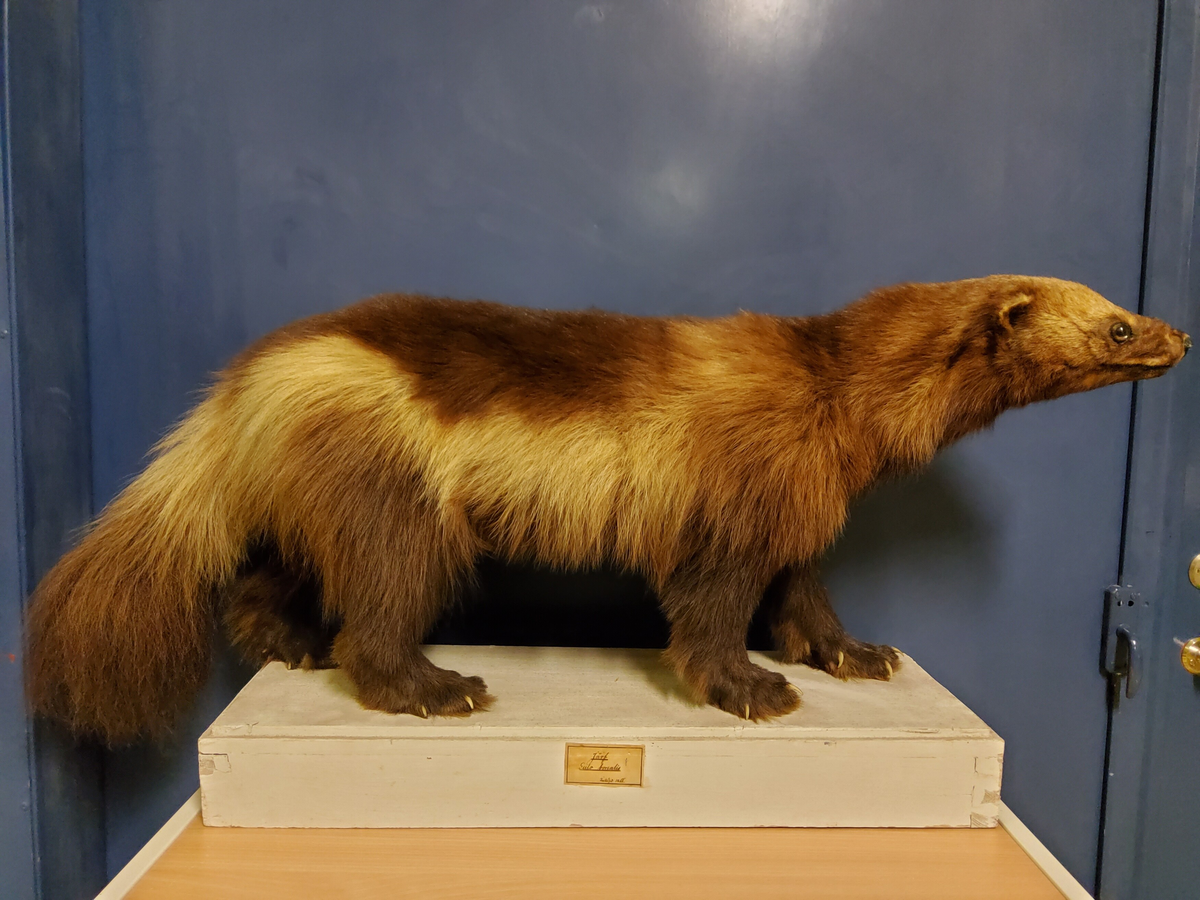 De zoologiska samlingarna I.
Provins I. Ryggradsdjur (Verbata)
Klass 1. Däggdjur (Mammalia)
Ordning 5. Rovdjur (Carnivora)
Järv el. filfras (Gulo gula L.): ett ex. utan angiven fyndort. Två skinn inköptes 1866 hos P. N. Bergström i Stockholm för 40 riksdaler och stoppades sedan i Skara av G. Kolthoff.