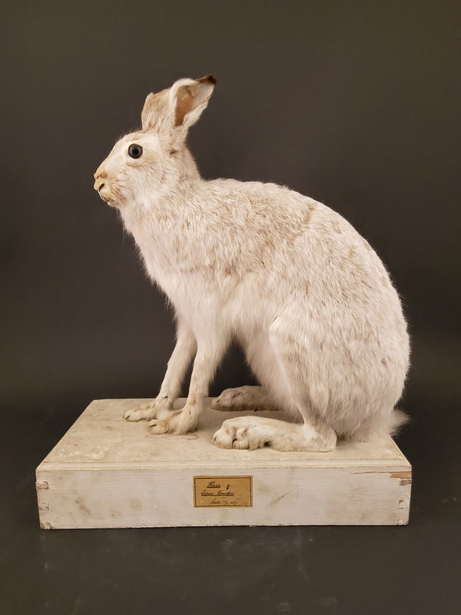 De zoologiska samlingarna I.
Provins I. Ryggradsdjur (Verbata)
Klass 1. Däggdjur (Mammalia)
Ordning 7 Gnagare (Glires)
Hare (Lepus timidus L.): hona Åsaka Vg. 13/2 1867.