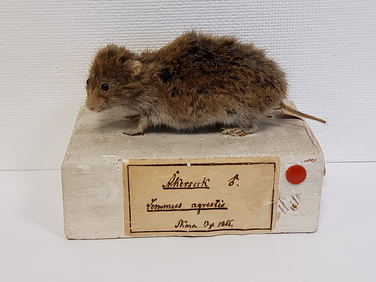 De zoologiska samlingarna I.
Provins I. Ryggradsdjur (Verbata)
Klass 1. Däggdjur (Mammalia)
Ordning 7 Gnagare (Glires)
Åkersork (Microtus agrestis L.): hane Skara 17/5 1866.