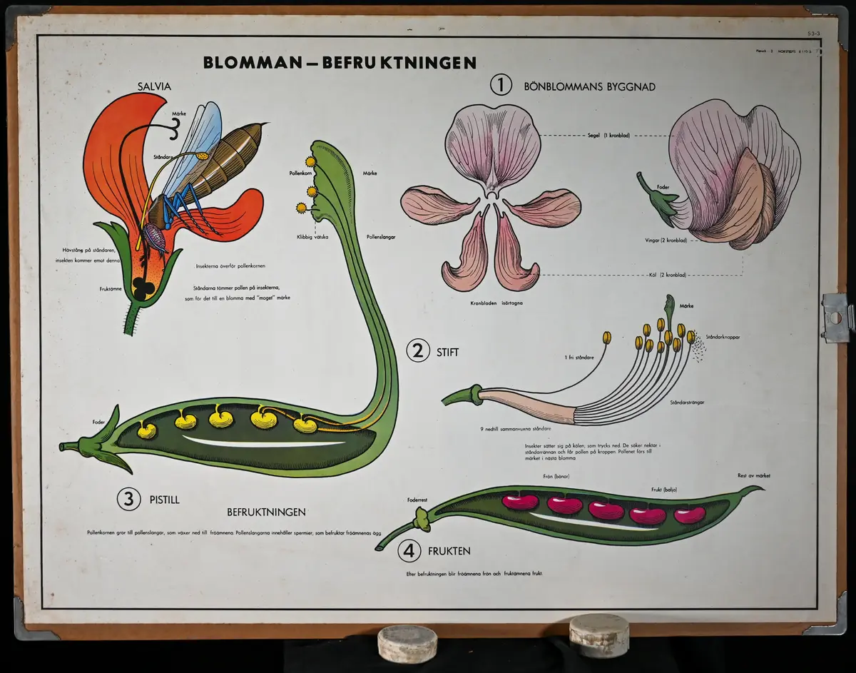 Skolplansch från Solbergaskolan.

Dubbelsidig, på ena sidan "Blomman - Befruktningen", på andra sidan "Förädling och förökning i trädgården".