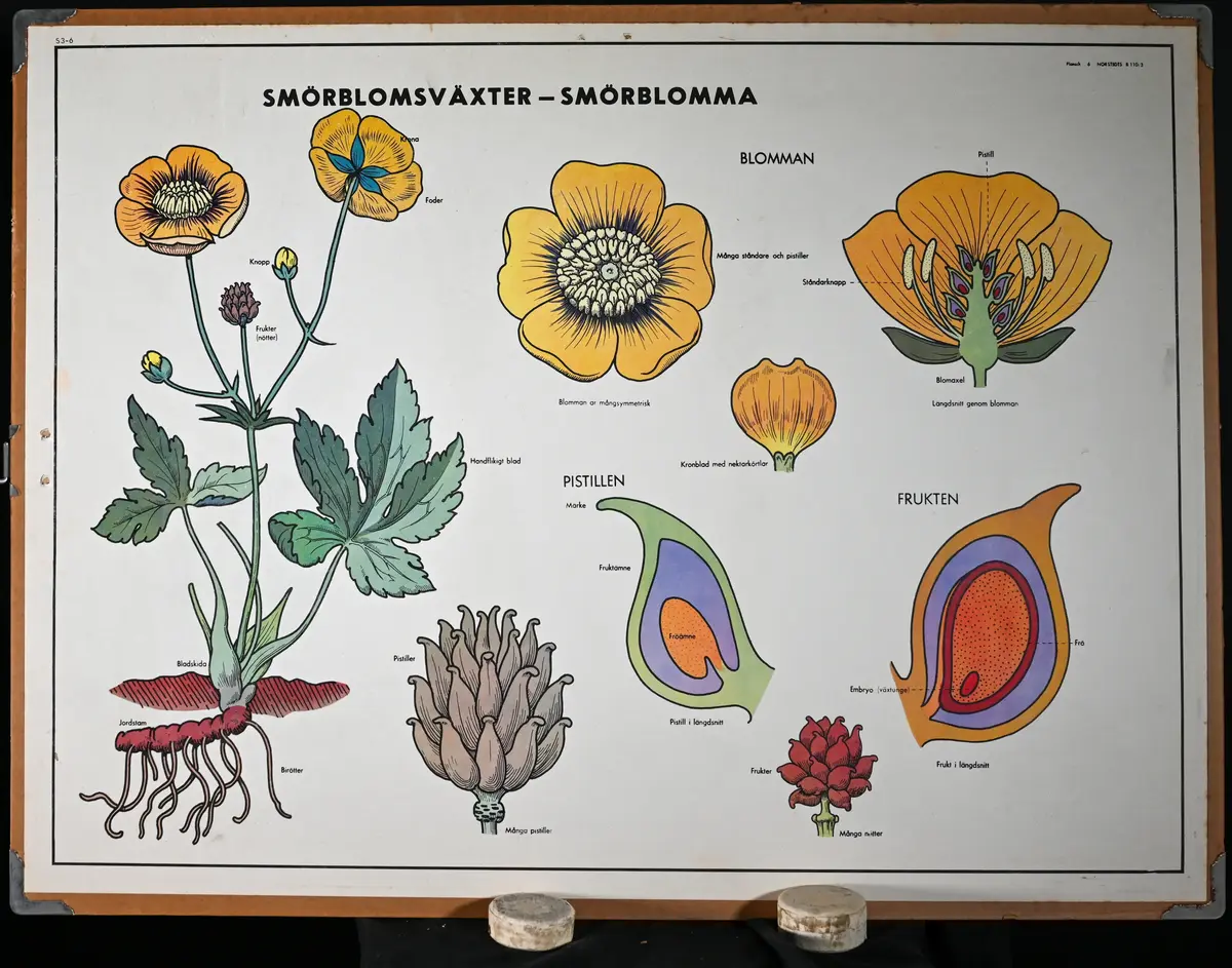 Skolplansch från Solbergaskolan.

Dubbelsidig, på ena sidan "Smörblomsväxter - Smörblomma", på andra sidan "Korsblommiga - Lövkoja".