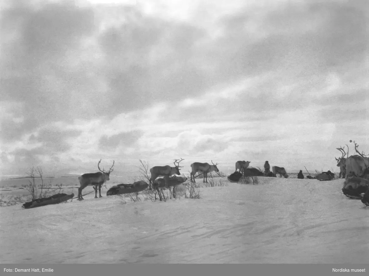 Renar spända för ackjor i ett snöigt fjällandskap under vårflyttningen från Närvä. Bilden ingår i en serie fotografier tagna av Emilie Demant Hatt i Sapmi mellan åren 1907 och 1916.