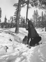 Kvinna, Emilie Demant Hatt, leker med två hundar, varav den 