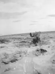 En kvinna, Siri (Sara) Turi, med sina renar, sin raid, innan