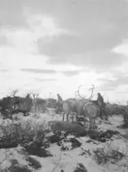 Raider, renar, och människor på högfjället, innan vinterflyt