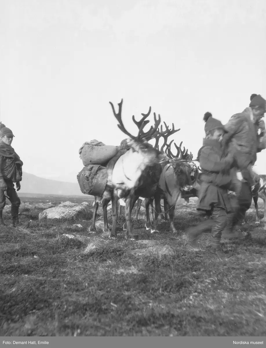 En man, Andaras, och en pojke, Aslak, tillsammans med raiden. En ren bär packningen. Vinterflytten 1907-1908, troligen vid Laimo. Bilden ingår i en serie fotografier tagna av Emilie Demant Hatt i Sapmi mellan åren 1907 och 1916.