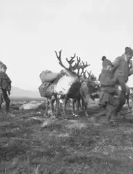 En man, Andaras, och en pojke, Aslak, tillsammans med raiden