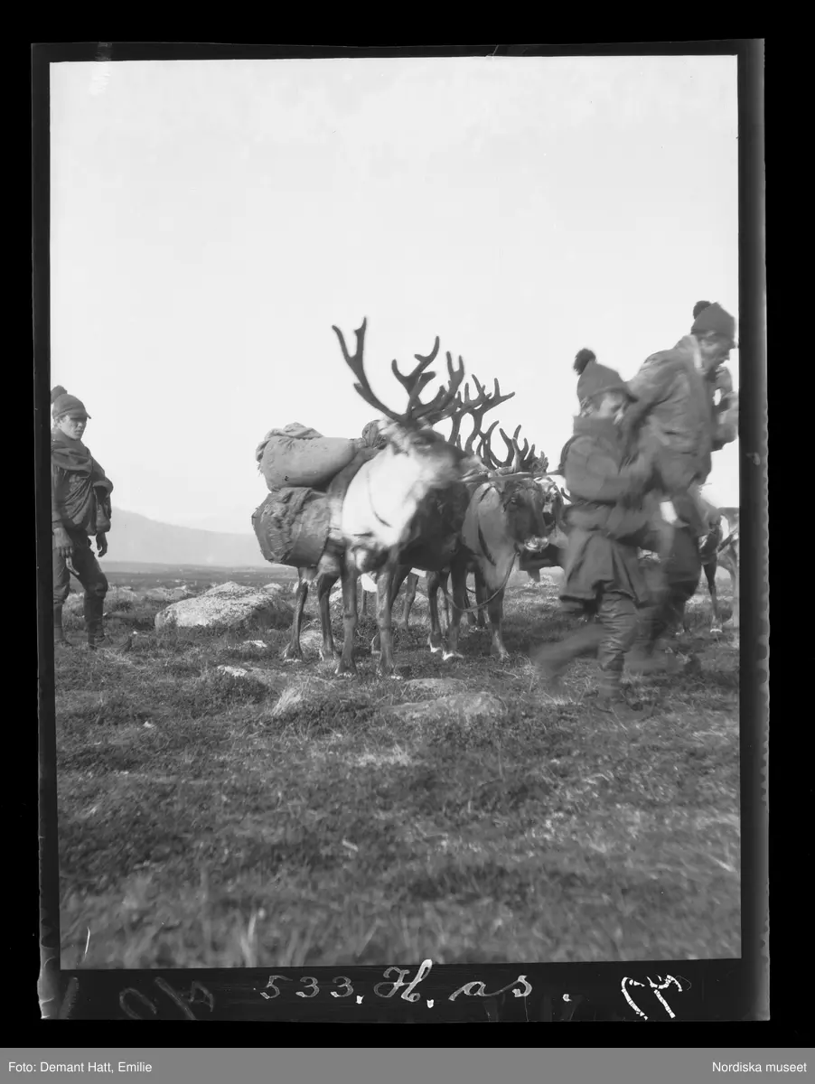 En man, Andaras, och en pojke, Aslak, tillsammans med raiden. En ren bär packningen. Vinterflytten 1907-1908, troligen vid Laimo. Bilden ingår i en serie fotografier tagna av Emilie Demant Hatt i Sapmi mellan åren 1907 och 1916.