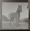 Ridskola Djursholm (Rudolf Öberg), 2 juni 1945.