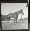 Ridskola Djursholm (Rudolf Öberg), 2 juni 1945.