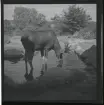 Skansen (Elgar dricker vatten), 24 juli 1944.