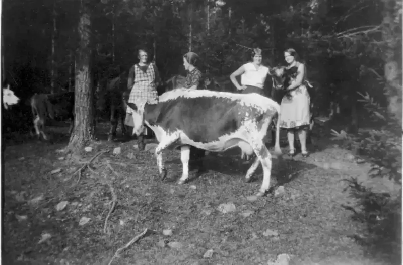 Fire budeier med kuer i skogen. Foto i svart-hvitt.