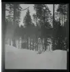 Silvennoien, Lauri, Finland, 1945. 11-2-45 i Silvennoien