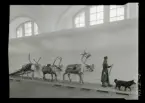 Dokumentation av utställningen Lapparna - Samerna på Nordiska museet, invigd den 29 maj 1947.