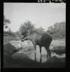 Älg står i vattendamm. Skansen, Stockholm.