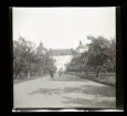 Träd vid Skokloster slott.
61/1941 Konrad Elméus Nm 35