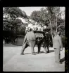 Elefanten på Skansen gör en tur med besökare på ryggen. Skansen, Stockholm.