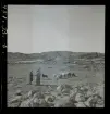 Karl Olssons får sommarbete på på Kongsö. Albert och Algot Olssons samt hans maka lockar fåren med bröd upp från stranden till den jämna sänkan med gott bete mitt på ön.