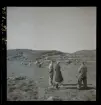 Karl Olssons får sommarbete på på Kongsö. Albert och Algot Olssons samt hans maka lockar fåren med bröd upp från stranden till den jämna sänkan med gott bete mitt på ön.