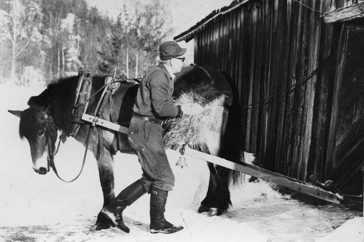 Hjalmar Dalen (1912-1996) med hest i Håvet