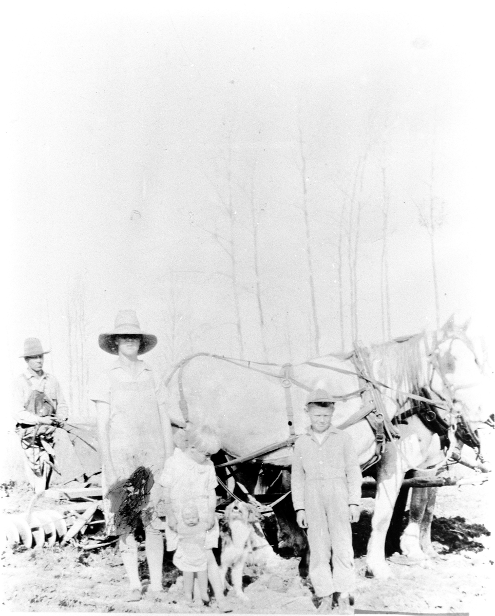 Harving med to hester, på Skorta i 1930. Halvor Grønseth med familie.