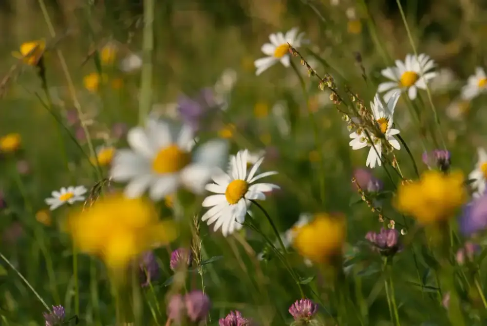 Fotografi, nærbilde av blomstereng med ulike engplanter.