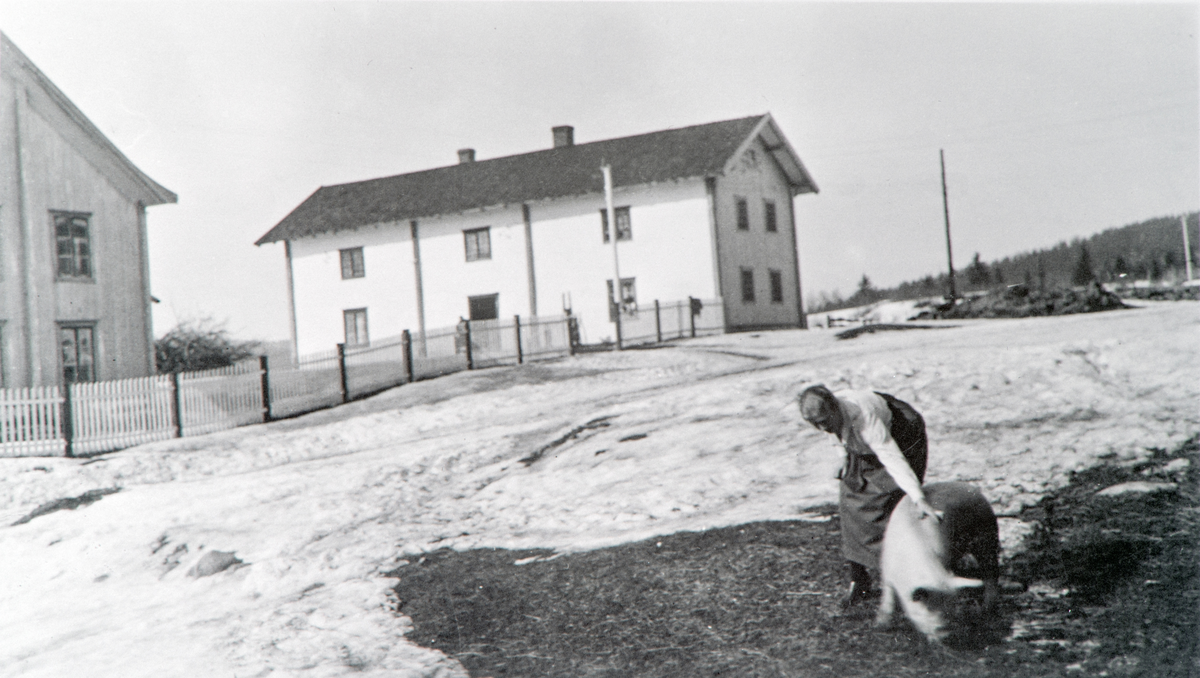 Skjeset Østre Gård. Gårdstun, gris.