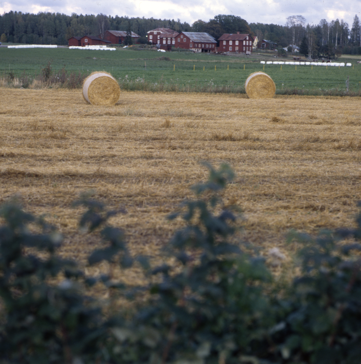 Oplastad ensilagebalar på en åker med byggnader och skog i bakgrunden.