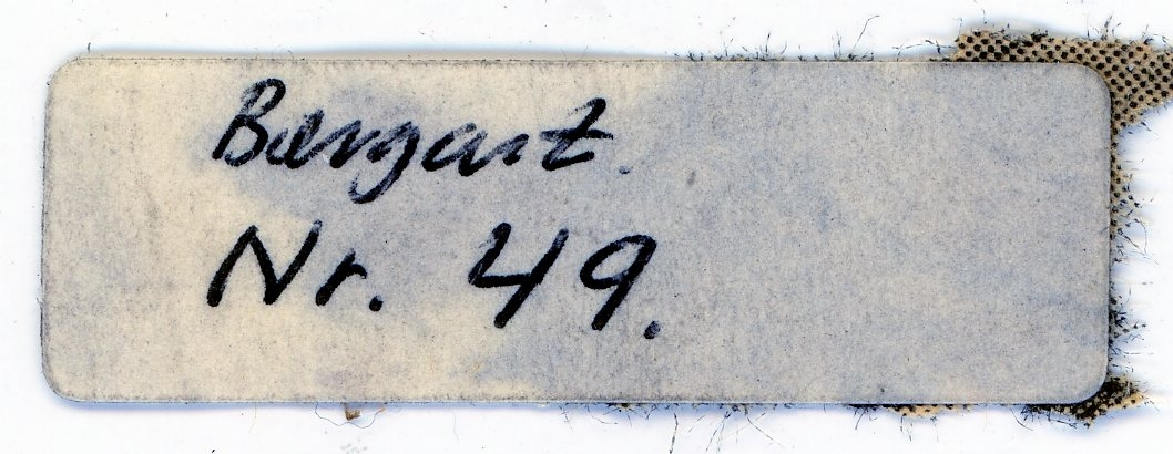 Bergskolens samling
Liten etikett angir sannsynligvis stuffnummer etter siste revisjon av samlingen

Etiketter:

Bergart
Nr. 49