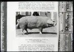 Avfotograferad bild av gris. (skiopt.). Förädlad svensk lantras. Dir. Celsing.
Ur Gustaf Åhmans samling.