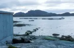 Tex-Fisk A/S, Bjugn 1987 : Utsikt mot oppdrettsmerder på sjø