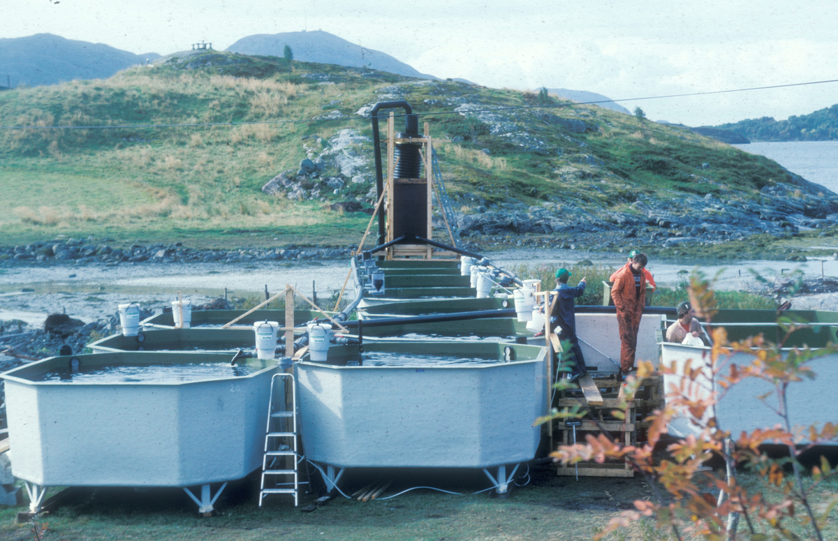 Tex-Fisk, 1988 : Smoltkar står utendørs, koblet sammen via et rørsystem.