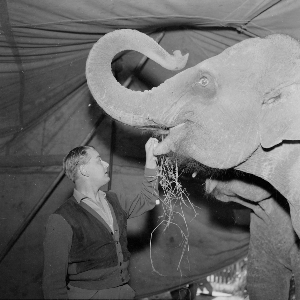 Cirkus Zoo besøker byen