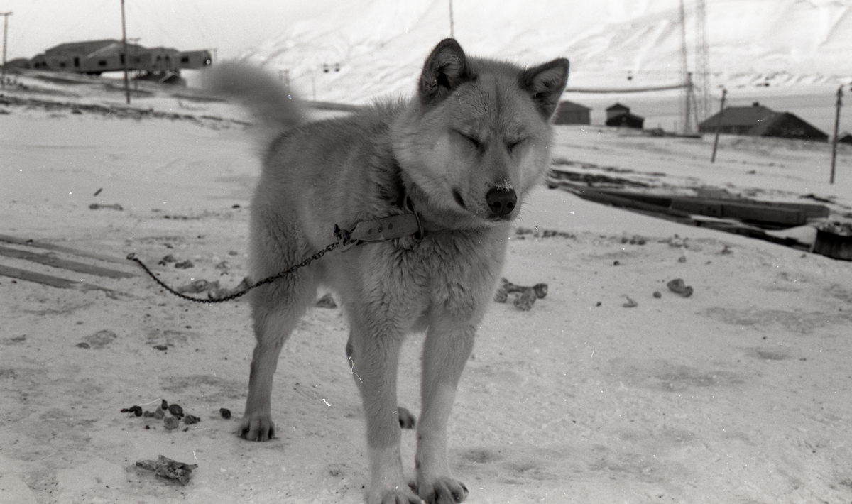 Hund i bånd. 