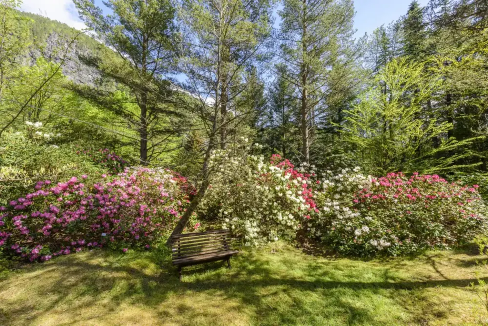 Rododendron i blomstring på Svinviks arboret