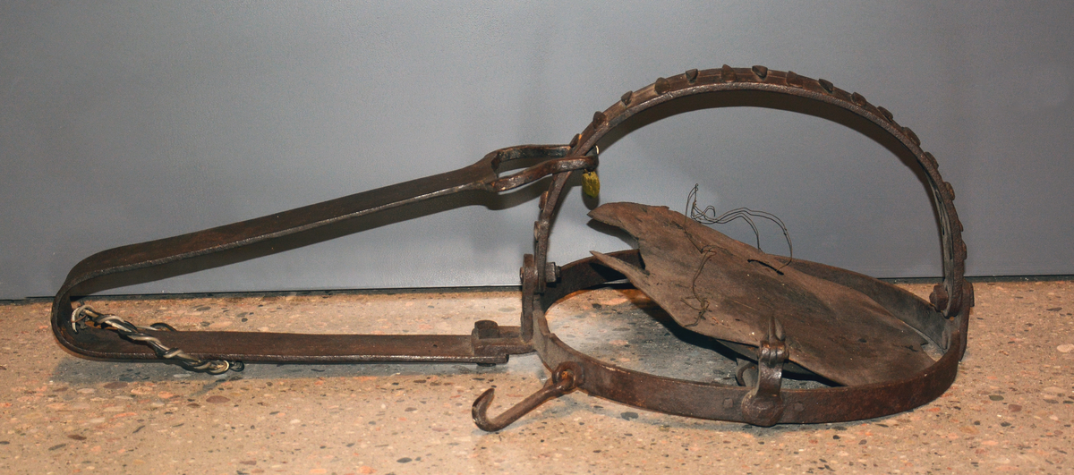 Bjørnesaks. Fra protokollen: Bøylesaks med jernplate for åte m. felleinnstilling. Bøylane har 2 cm. lange påklinka jernpiggar. Sterk 2" brei spennfjær som slår bøylane ihop.