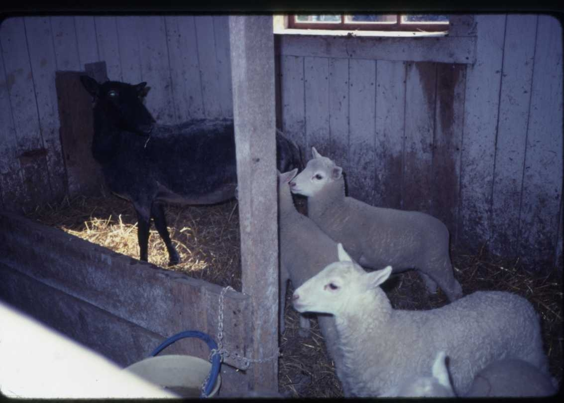 Lamm i ladugården Rasten i Röttle by.