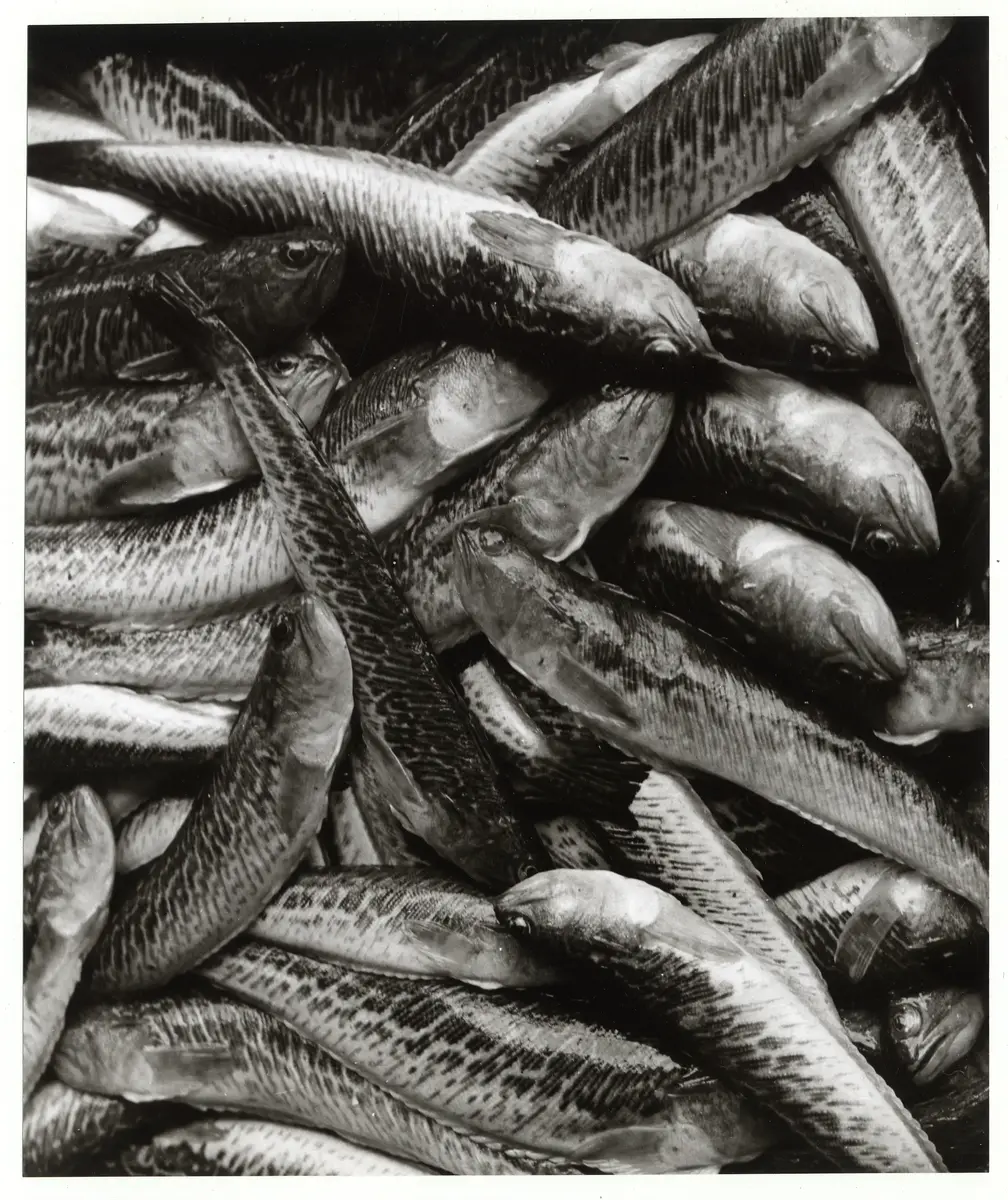 En massa fisk, troligen makrill.