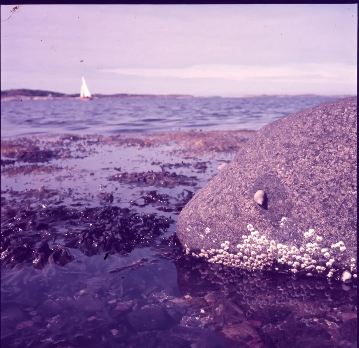 Färgdia: Sol i kölvatten. Hus vid kust. Mot Älvsborgs fästning. Eka i sjö. Halat segel, bergvägg. Vyer. Bergmönster. Par på strand. Sandmönster. Gerlesborg. Kolhättan(?). Solnedgång över havet. Bärnsten(??) och glas. Stenstrand. Nedisad kust, Tjörn. Musselskal. Lavar, posthornssnäcka. Fiskebod, strandväxter. Moln. Hästar betar, vy mot Älvsborgs fästning. Två i kajak. Snö. Kustbåt. Roende. Brygga i dis. Pojke vid eka, vy. Sandstrand med vågor, Hirthals, fiskare går. Musslor, tång, stenar. Söt vik. Hed. Ror eka i sund. Med fiskeläge och segelfartyg. Småbåtshamn, vy.