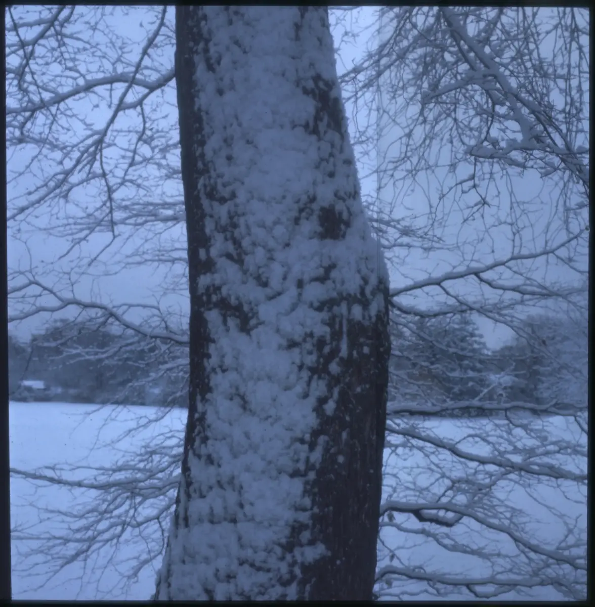 Färgdia: Slottsskogen, med promerande, bergtall, gamla polisstugan, vilande, lekplats och utsiktstornet. Moores skulptur. Höstlöv som krattas. Vy mot naturhistoriska. Mycket snö. Vitsippor. Mamma matar fåglar. Vinter i Slottsskogen år 1973. Höstlöv. Äldre människor på bänkar. Växter och blommor. Björkstam. Talgoxe på hand. Landskapsstuga. Parkarbete. Familj på gräsmatta. Hav av gula och röda tulpaner, spårvagn, troligen Kungsparken.