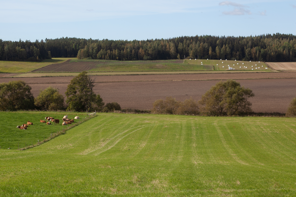 Odlingslandskap, Hårsbäcksdalen, Västerlövsta socken, Uppland 2021