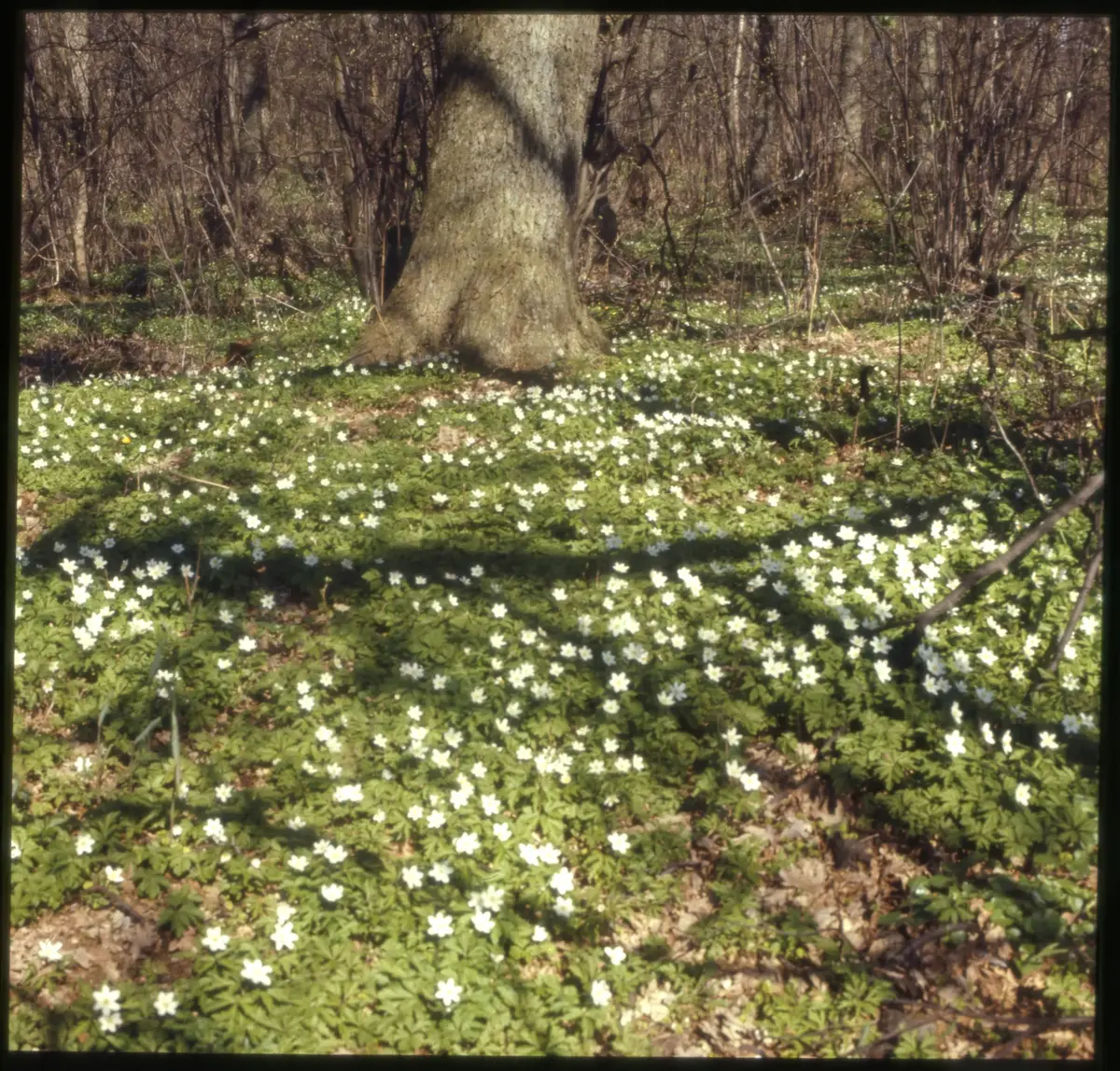 Färgdia: Slottsskogen, med promerande, bergtall, gamla polisstugan, vilande, lekplats och utsiktstornet. Moores skulptur. Höstlöv som krattas. Vy mot naturhistoriska. Mycket snö. Vitsippor. Mamma matar fåglar. Vinter i Slottsskogen år 1973. Höstlöv. Äldre människor på bänkar. Växter och blommor. Björkstam. Talgoxe på hand. Landskapsstuga. Parkarbete. Familj på gräsmatta. Hav av gula och röda tulpaner, spårvagn, troligen Kungsparken.