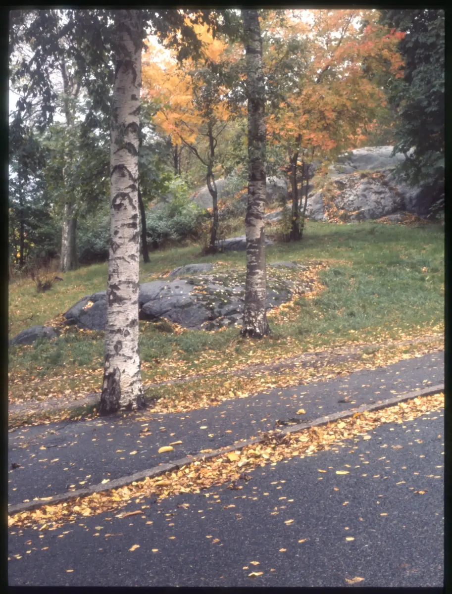 Färgdia: Slottsskogen, med promerande, bergtall, gamla polisstugan, vilande, lekplats och utsiktstornet. Moores skulptur. Höstlöv som krattas. Vy mot naturhistoriska. Mycket snö. Vitsippor. Mamma matar fåglar. Vinter i Slottsskogen år 1973. Höstlöv. Äldre människor på bänkar. Växter och blommor. Björkstam. Talgoxe på hand. Landskapsstuga. Parkarbete. Familj på gräsmatta. Hav av gula och röda tulpaner, spårvagn, troligen Kungsparken.