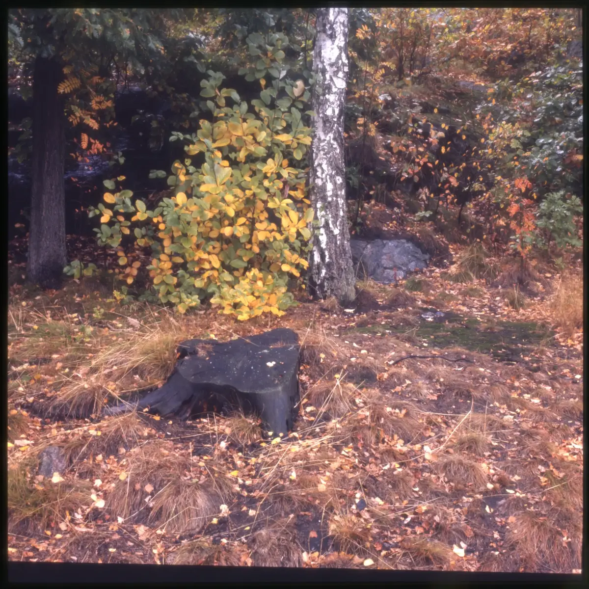Färgdia: Slottsskogen, med promerande, bergtall, gamla polisstugan, vilande, lekplats och utsiktstornet. Moores skulptur. Höstlöv som krattas. Vy mot naturhistoriska. Mycket snö. Vitsippor. Mamma matar fåglar. Vinter i Slottsskogen år 1973. Höstlöv. Äldre människor på bänkar. Växter och blommor. Björkstam. Talgoxe på hand. Landskapsstuga. Parkarbete. Familj på gräsmatta. Hav av gula och röda tulpaner, spårvagn, troligen Kungsparken.