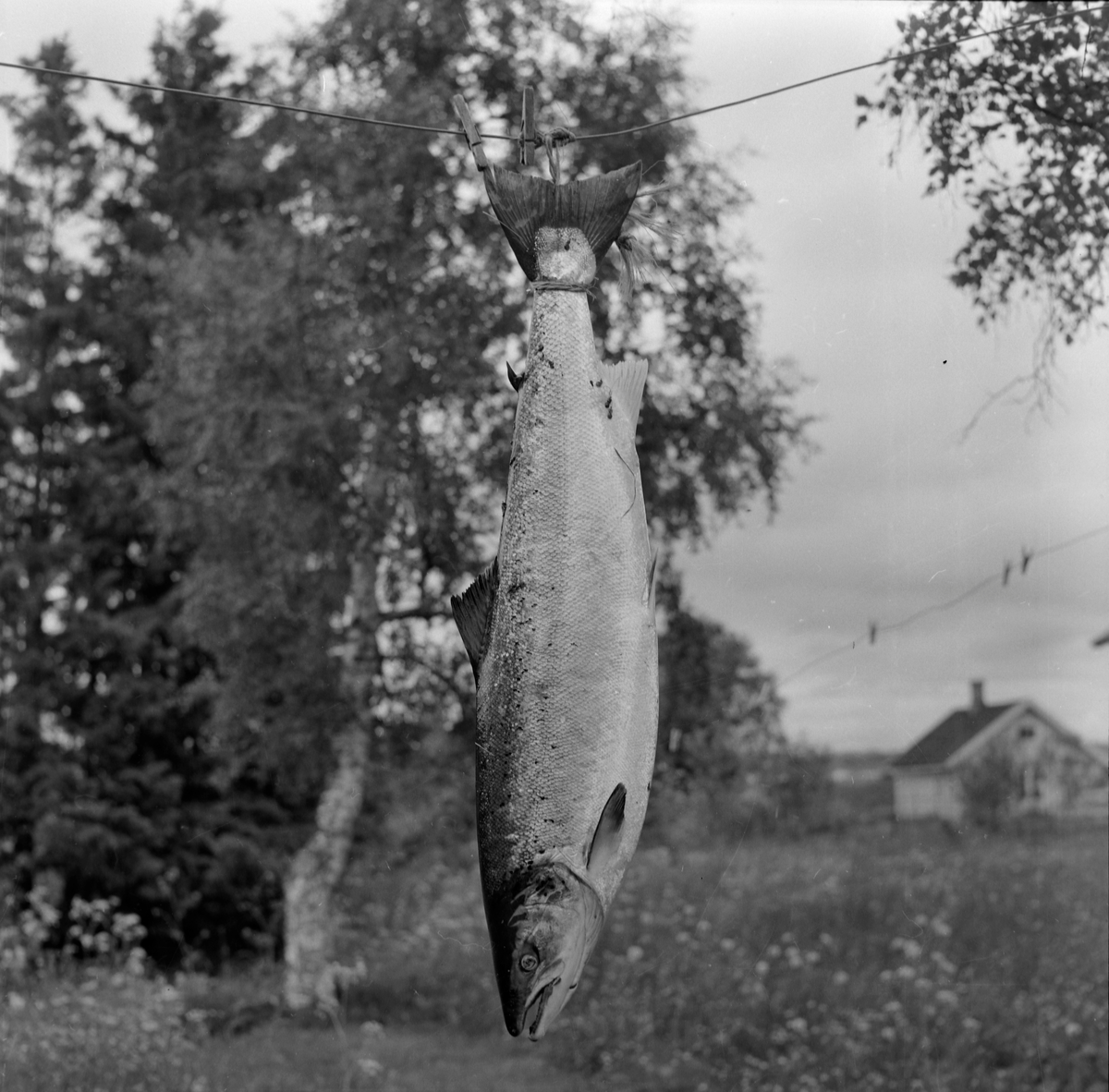 Prins Wilhelm av Sverige på fisketur i Nidelven