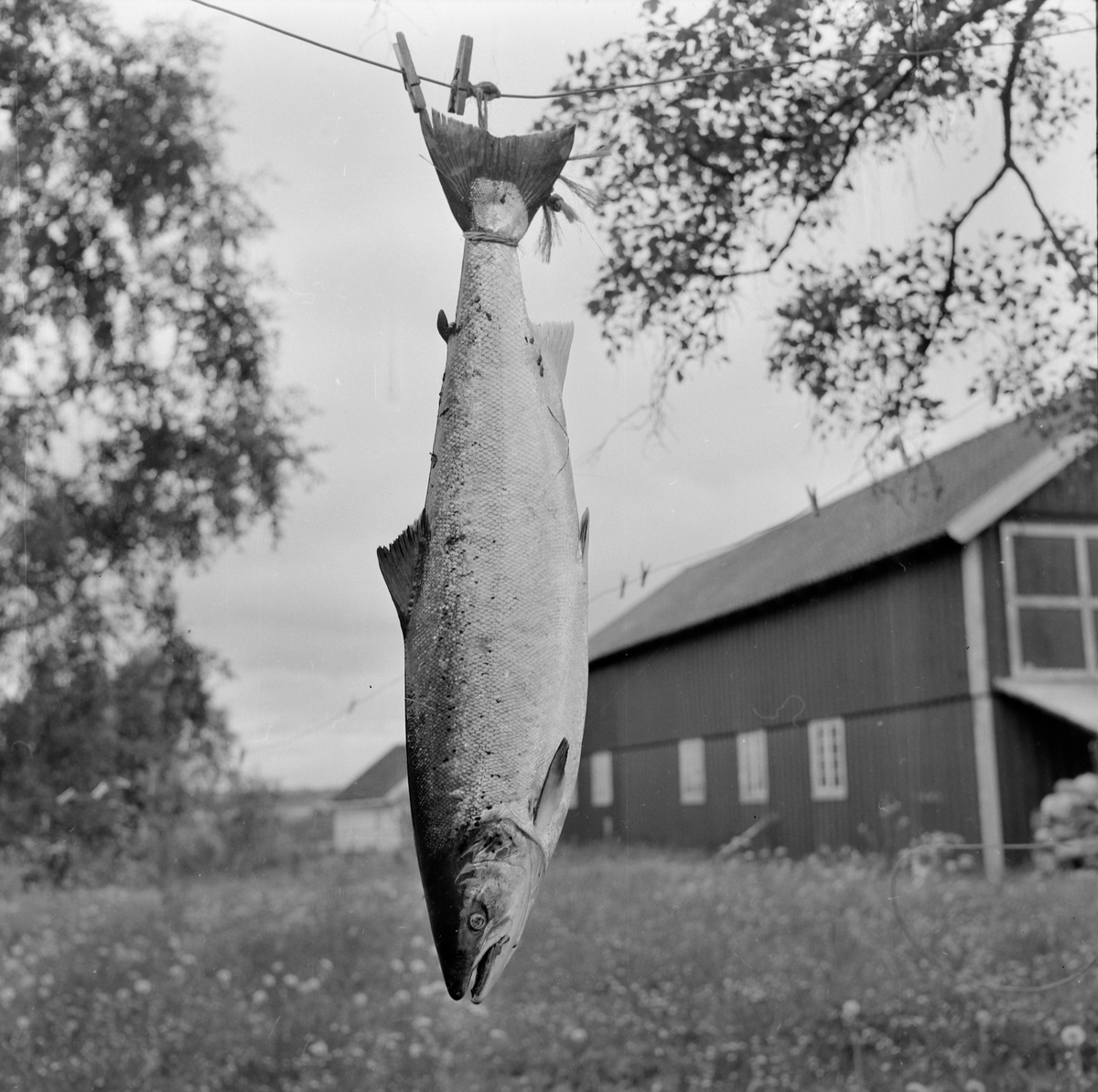 Prins Wilhelm av Sverige på fisketur i Nidelven