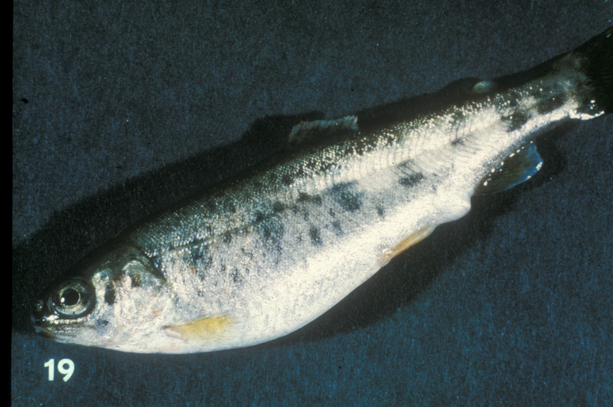 Nærbilde av en liten laksefisk med oppsvulmet buk.