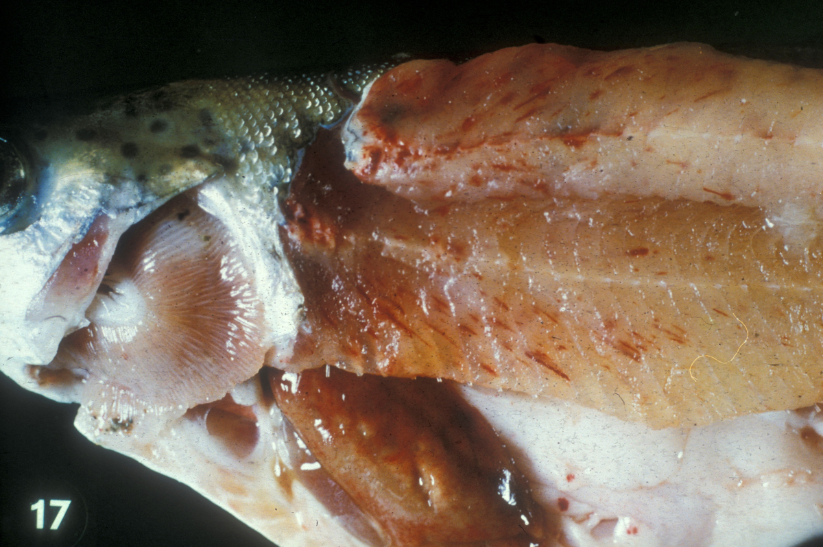 Nærbilde av en liten laksefisk med åpnet buk og snitt gjennom muskulaturen. Den har bloduttredelsen i muskulaturen og oppsvulmede organer.