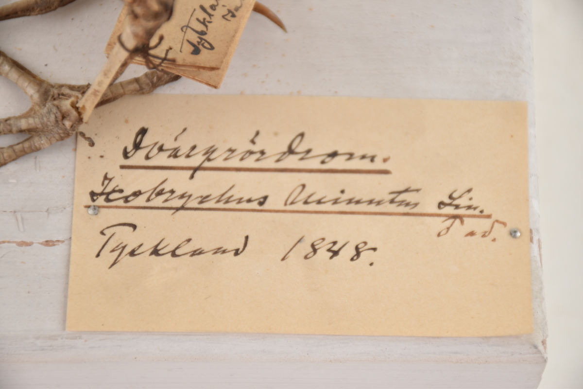 Dvärgrördrom, Tyskland, 1848.