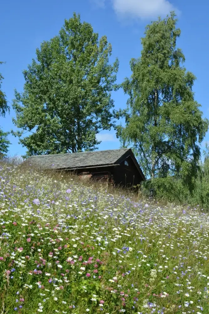 Sommerlandskap med trær, gammelt hus og blomstereng